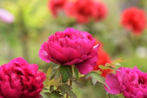 牡丹（ボタン）