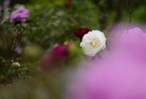 牡丹（ボタン）