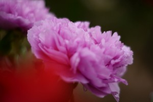 牡丹（ボタン）