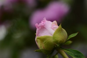 牡丹（ボタン）