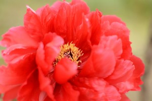 牡丹（ボタン）