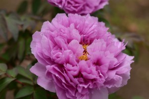 牡丹（ボタン）