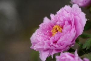 牡丹（ボタン）