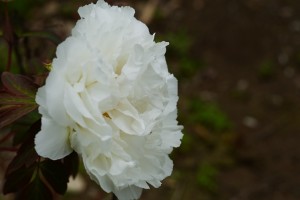 牡丹（ボタン）