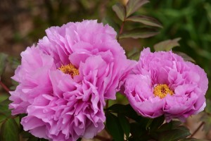 牡丹（ボタン）