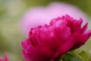 牡丹（ボタン）