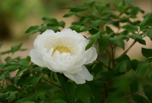 牡丹（ボタン）