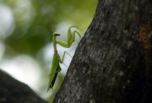 カマキリ