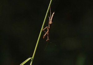 カマキリ