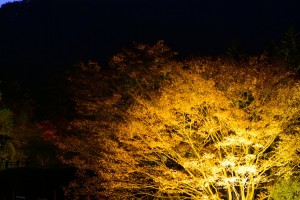 森のライトアップ