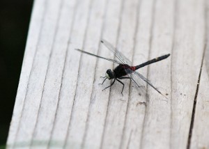 カオジロトンボ2072