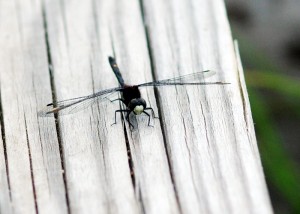 カオジロトンボ2074