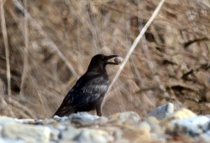 ハシボソガラス