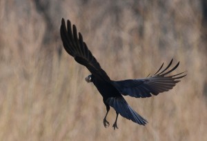 ハシボソガラス