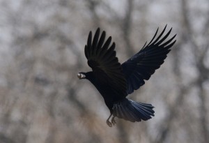 ハシボソガラス