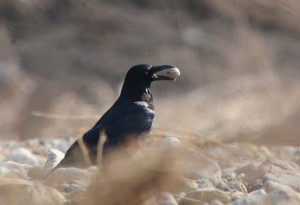 ハシボソガラス