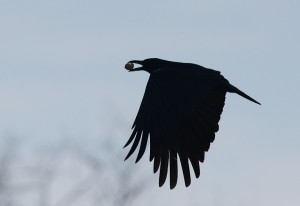 ハシボソガラス