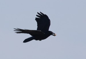 ハシボソガラス