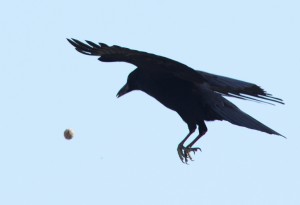 ハシボソガラス