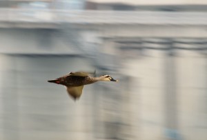 カルガモ カルガモ