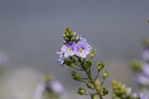 オオカワヂシャ