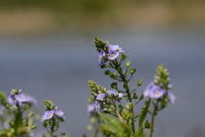 オオカワヂシャ