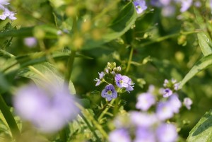 オオカワヂシャ