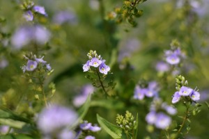 オオカワヂシャ