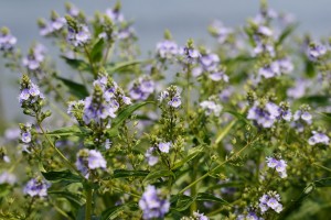 オオカワヂシャ