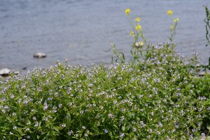 オオカワヂシャ