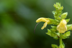 キバナアキギリ