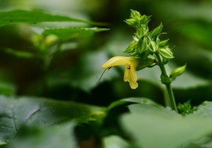 キバナアキギリ