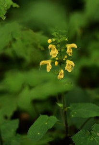 キバナアキギリ