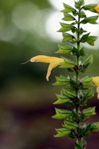 キバナアキギリ