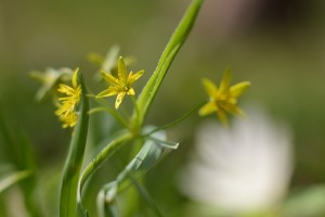 キバナノアマナ