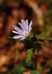 キクザキイチゲ