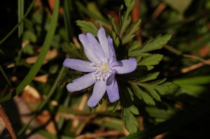 キクザキイチゲ