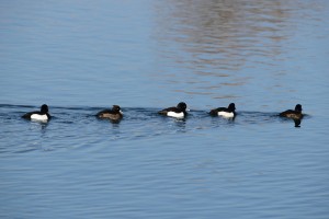 キンクロハジロ