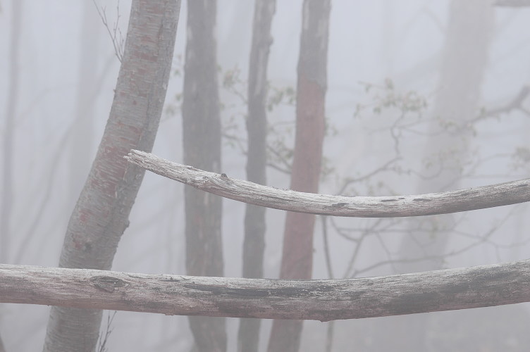 フリー素材無料写真 森の父さん花鳥風穴 霧の森