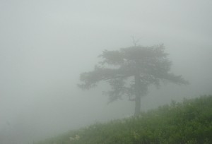 霧の中の一本の木