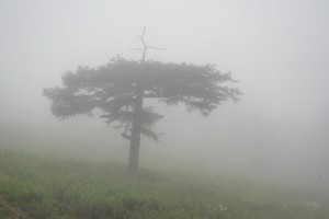 霧の中の一本の木 霧の中の一本の木