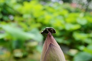 カナブンの仲間