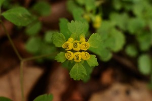 コガネネコノメ