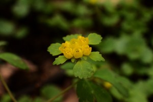 コガネネコノメ