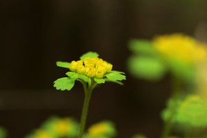 コガネネコノメ