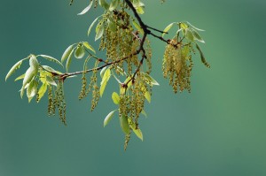 コナラの花芽吹き