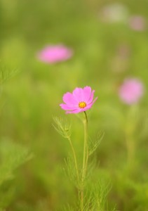 コスモス