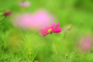 コスモス