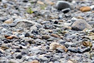 コチドリ コチドリ