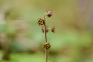 コチャルメルソウ